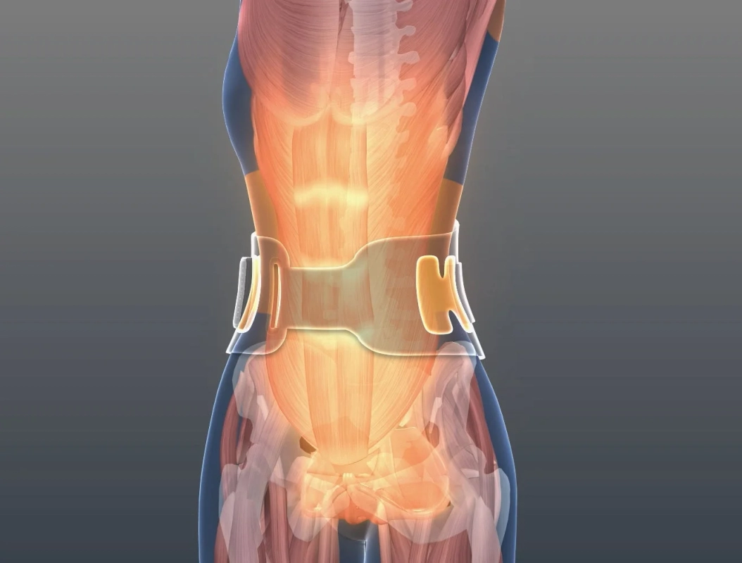 人体の腰部を透視した3D解剖モデルで、筋肉や骨格が見える